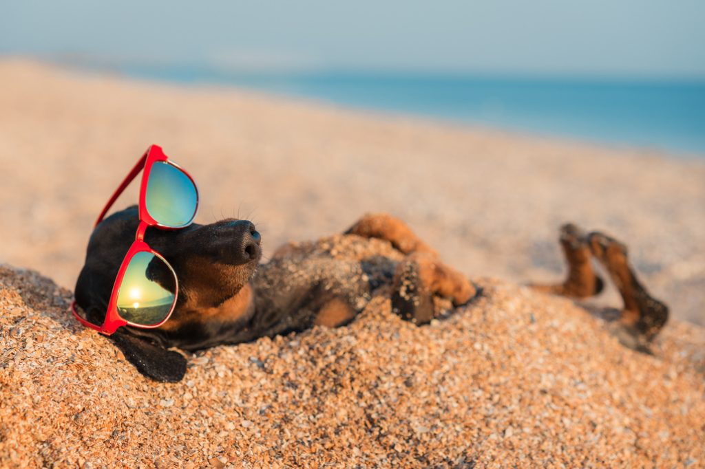 dog wearing sunglasses at the beach